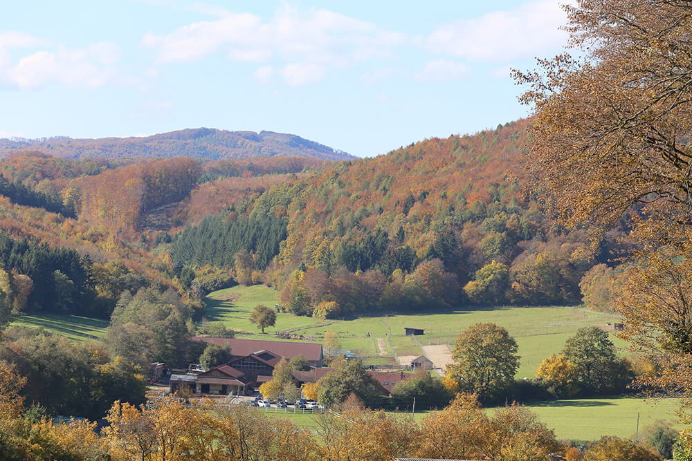 Reiterhof: Leonardihof, Wald